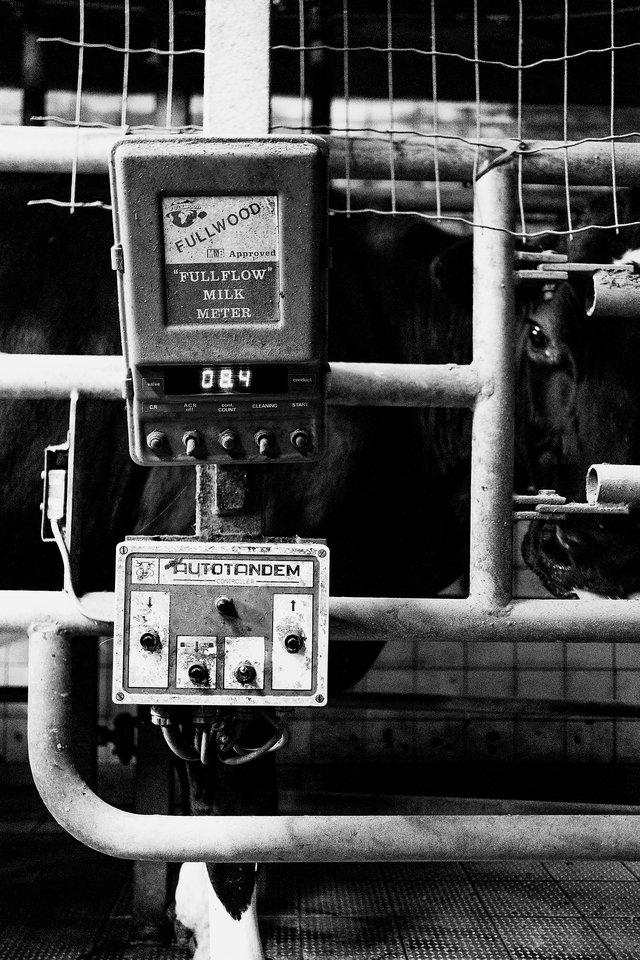 Der Milchsektor dominiert in Luxemburg