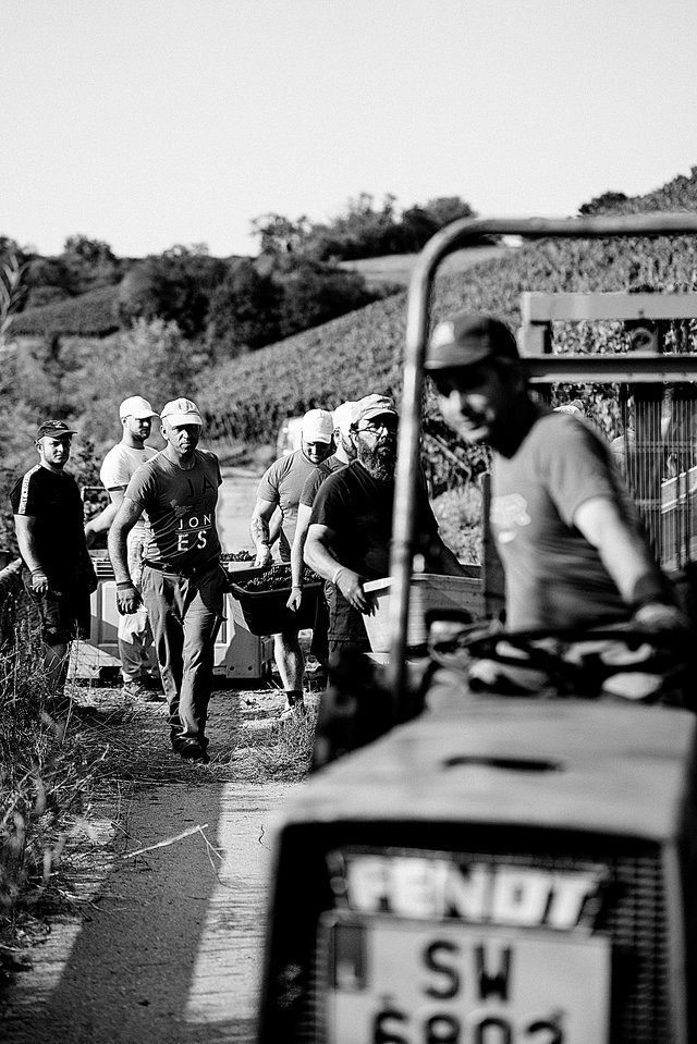 Les vendanges du domaine  Cep d’Or en 2020