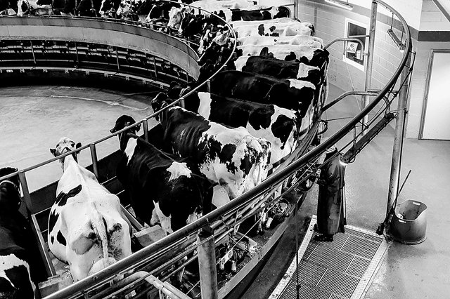 Le carrousel de traite