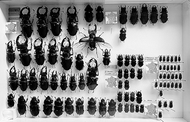 Tausende von Insekten