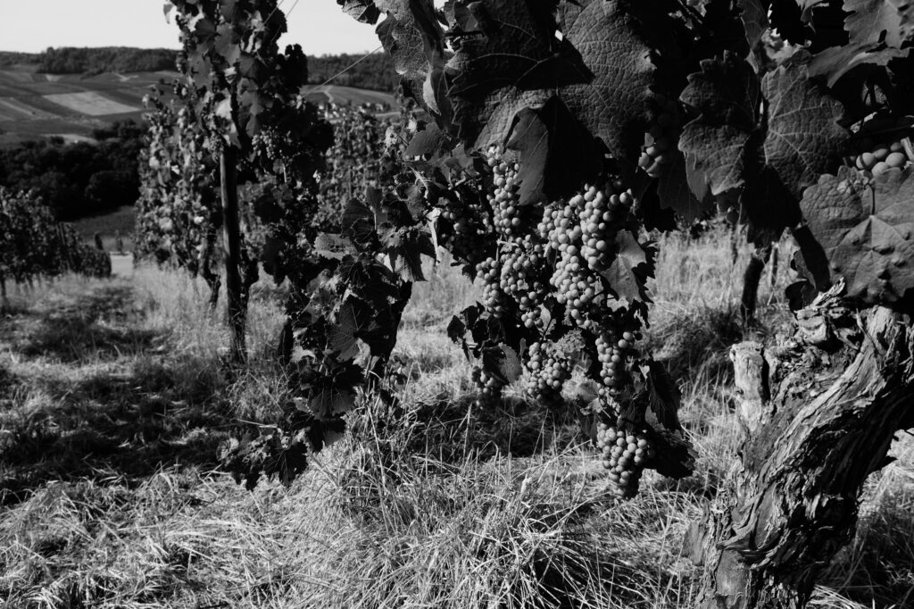 Inquiétudes dans le vignoble